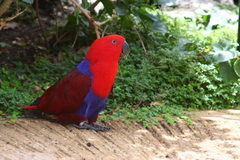 Eclectus