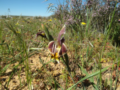Gladiolus uysiae
