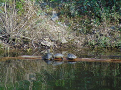 Graptemys ouachitensis