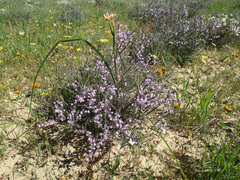 Muraltia scoparia