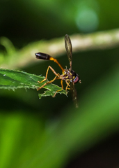 Salpingogaster