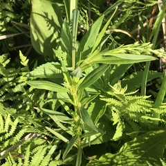 Lysimachia terrestris