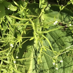 Campanula aparinoides