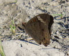 Junonia coenia coenia
