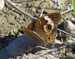 Junonia coenia coenia