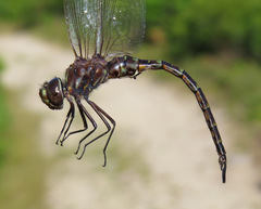 Gomphaeschna antilope