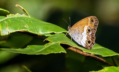 Euptychoides