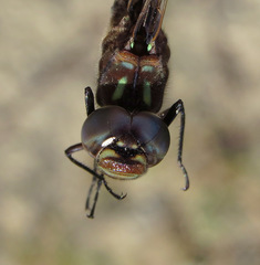 Gomphaeschna antilope