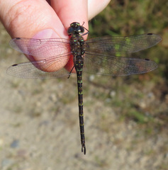 Gomphaeschna antilope