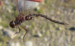 Gomphaeschna antilope