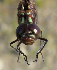 Gomphaeschna antilope