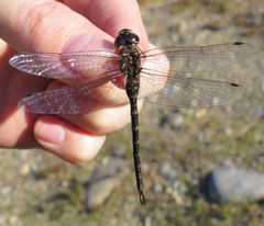 Gomphaeschna antilope