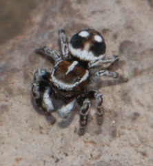 Attulus atricapillus