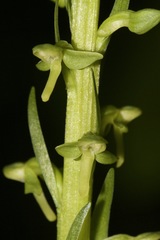 Platanthera stricta