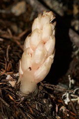 Pityopus californicus