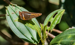 Adelpha olynthia