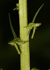 Platanthera stricta