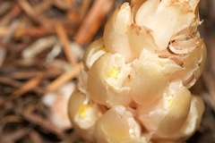 Pityopus californicus