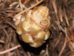 Pityopus californicus