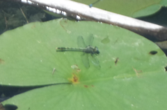 Arigomphus villosipes