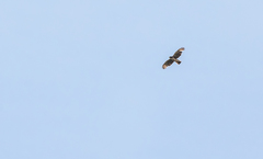 Buteo albigula