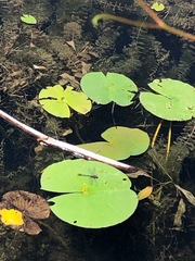 Arigomphus villosipes