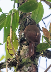 Xiphorhynchus triangularis