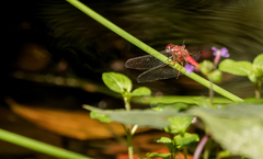 Sympetrum gilvum