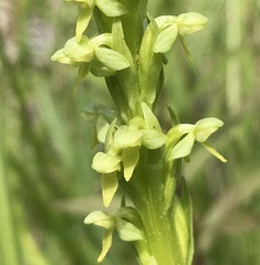 Platanthera huronensis