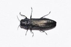 Agrilus cyanescens