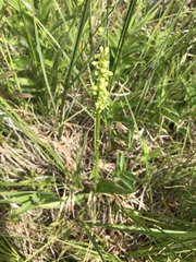 Platanthera huronensis