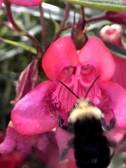 Bombus vosnesenskii
