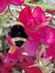 Bombus vosnesenskii