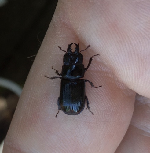 Photo of Red-rot Decay Stag Beetle (Ceruchus piceus)
