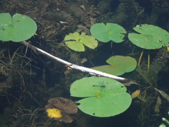 Arigomphus villosipes