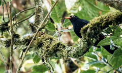 Turdus serranus