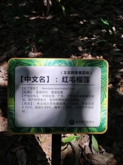 Magnoliopsida