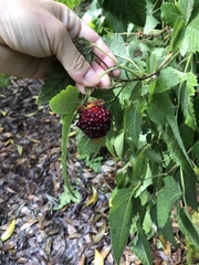 Rubus hawaiensis