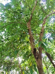 Magnoliopsida