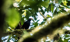 Turdus serranus