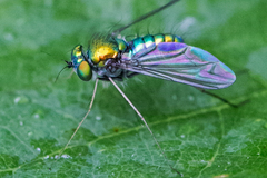 Condylostylus comatus