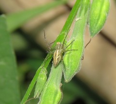 Oxyopes