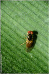Microchrysa bicolor