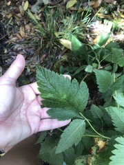 Rubus hawaiensis