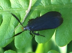 Dichomeris nonstrigella