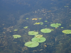 Arigomphus villosipes