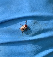 Cryptocephalus mutabilis