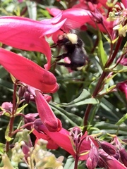Bombus vosnesenskii