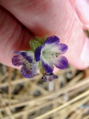 Phacelia patuliflora