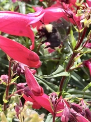 Bombus vosnesenskii